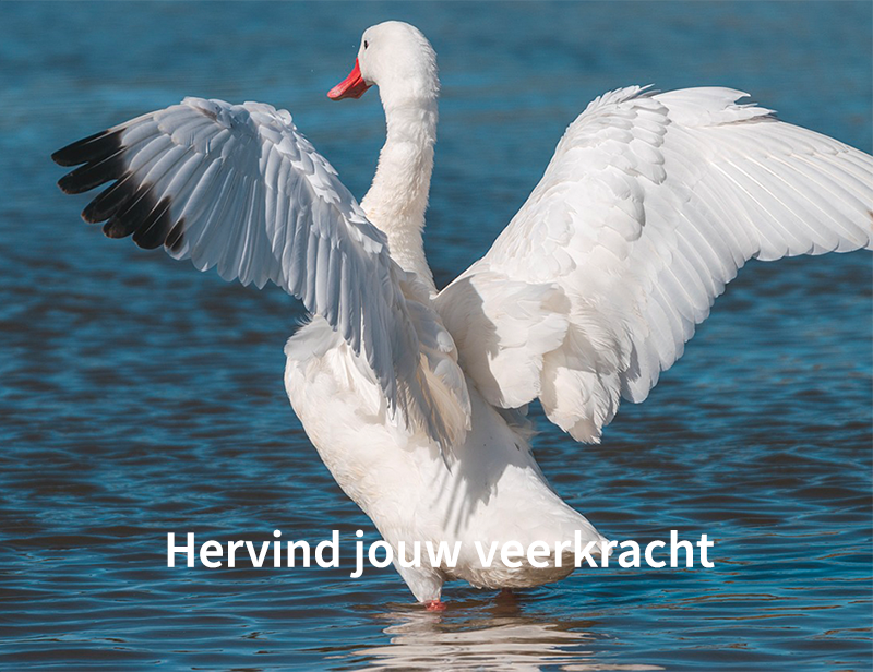 Hervind jouw veerkracht